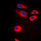 Ribosomal Protein S9 antibody, LS-C352809, Lifespan Biosciences, Immunofluorescence image 