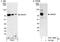 Ankyrin repeat and SAM domain-containing protein 3 antibody, A301-388A, Bethyl Labs, Immunoprecipitation image 