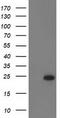 Regulator of G-protein signaling 5 antibody, TA503074S, Origene, Western Blot image 