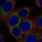 AP-3 complex subunit delta-1 antibody, HPA074408, Atlas Antibodies, Immunocytochemistry image 