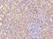 DAZ Interacting Zinc Finger Protein 1 antibody, 201696-T08, Sino Biological, Immunohistochemistry frozen image 