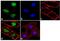 POU Class 5 Homeobox 1 antibody, 701756, Invitrogen Antibodies, Immunofluorescence image 