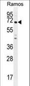 PARN Like, Ribonuclease Domain Containing 1 antibody, LS-C163817, Lifespan Biosciences, Western Blot image 