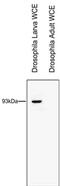 RNA polymerase-associated protein RTF1 homolog antibody, TA347278, Origene, Western Blot image 