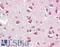 Developing Brain Homeobox 2 antibody, LS-B8830, Lifespan Biosciences, Immunohistochemistry frozen image 