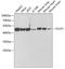 Flotillin 1 antibody, A6220, ABclonal Technology, Western Blot image 
