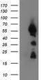 UBX Domain Protein 2B antibody, TA502631S, Origene, Western Blot image 