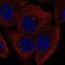 Fibroblast Growth Factor 11 antibody, PA5-66853, Invitrogen Antibodies, Immunofluorescence image 