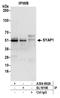 Synapse Associated Protein 1 antibody, A304-892A, Bethyl Labs, Immunoprecipitation image 