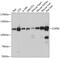 Coatomer Protein Complex Subunit Beta 1 antibody, 13-680, ProSci, Western Blot image 