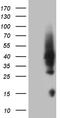 Homeobox D4 antibody, CF809473, Origene, Western Blot image 