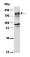 Histone-lysine N-methyltransferase EHMT1 antibody, orb66842, Biorbyt, Western Blot image 