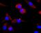 2 ,3 -cyclic-nucleotide 3 -phosphodiesterase antibody, NBP2-66986, Novus Biologicals, Immunocytochemistry image 