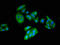 CXXC Repeat Containing Interactor Of PDZ3 Domain antibody, LS-C396403, Lifespan Biosciences, Immunofluorescence image 