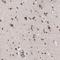Zinc Finger Protein 777 antibody, NBP1-82918, Novus Biologicals, Immunohistochemistry frozen image 