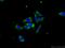 O-Acyl-ADP-Ribose Deacylase 1 antibody, 25249-1-AP, Proteintech Group, Immunofluorescence image 
