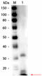 Ribonuclease pancreatic antibody, R1109BS, Origene, Western Blot image 