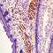 MLC-2 antibody, orb4456, Biorbyt, Immunohistochemistry paraffin image 