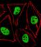 Pancreas/duodenum homeobox protein 1 antibody, A00491-2, Boster Biological Technology, Immunofluorescence image 