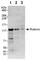 Rubicon Autophagy Regulator antibody, ab92388, Abcam, Western Blot image 
