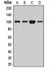 G Elongation Factor Mitochondrial 1 antibody, LS-C668883, Lifespan Biosciences, Western Blot image 