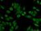 Family With Sequence Similarity 50 Member A antibody, 19849-1-AP, Proteintech Group, Immunofluorescence image 