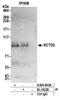 BTB/POZ domain-containing protein KCTD3 antibody, A304-903A, Bethyl Labs, Immunoprecipitation image 