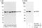 VPS33B Interacting Protein, Apical-Basolateral Polarity Regulator, Spe-39 Homolog antibody, A303-526A, Bethyl Labs, Immunoprecipitation image 