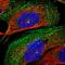 Ciliary Rootlet Coiled-Coil, Rootletin antibody, HPA021191, Atlas Antibodies, Immunofluorescence image 