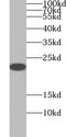 Ubiquitin Like 4B antibody, FNab09200, FineTest, Western Blot image 