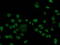 FGFR-2 antibody, TA502919, Origene, Immunofluorescence image 