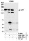 Kinesin-like protein KIF7 antibody, A302-709A, Bethyl Labs, Immunoprecipitation image 