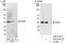 Caveolae Associated Protein 3 antibody, A302-418A, Bethyl Labs, Western Blot image 