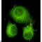 ATP Citrate Lyase antibody, LS-C814097, Lifespan Biosciences, Immunocytochemistry image 