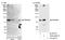 THAP Domain Containing 12 antibody, A300-586A, Bethyl Labs, Immunoprecipitation image 