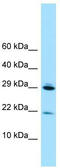 Ribosomal Protein L28 antibody, TA338305, Origene, Western Blot image 
