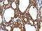 Melatonin receptor type 1A antibody, CSB-PA241726, Cusabio, Immunohistochemistry paraffin image 