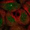 KIAA1109 antibody, HPA038076, Atlas Antibodies, Immunofluorescence image 
