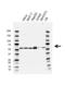Beta-Transducin Repeat Containing E3 Ubiquitin Protein Ligase antibody, VMA00649, Bio-Rad (formerly AbD Serotec) , Western Blot image 