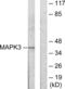 MAPK Activated Protein Kinase 3 antibody, LS-C119080, Lifespan Biosciences, Western Blot image 