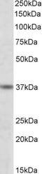 ATF4 antibody, 45-013, ProSci, Western Blot image 