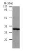 CA1 antibody, TA323825, Origene, Western Blot image 