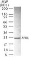 Acidic Nuclear Phosphoprotein 32 Family Member B antibody, PA1-41340, Invitrogen Antibodies, Western Blot image 