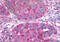 Somatostatin receptor type 2 antibody, MBS244606, MyBioSource, Immunohistochemistry frozen image 