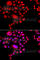DNA-directed RNA polymerases I and III subunit RPAC2 antibody, A8021, ABclonal Technology, Immunofluorescence image 