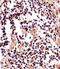 IZUMO Family Member 2 antibody, PA5-49355, Invitrogen Antibodies, Immunohistochemistry frozen image 