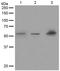 EGF Containing Fibulin Extracellular Matrix Protein 2 antibody, TA310442, Origene, Western Blot image 