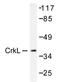 CRK Like Proto-Oncogene, Adaptor Protein antibody, AP20279PU-N, Origene, Western Blot image 