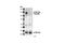 BCAR1 Scaffold Protein, Cas Family Member antibody, 4014S, Cell Signaling Technology, Western Blot image 