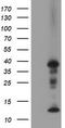 PDZ And LIM Domain 2 antibody, TA502708, Origene, Western Blot image 
